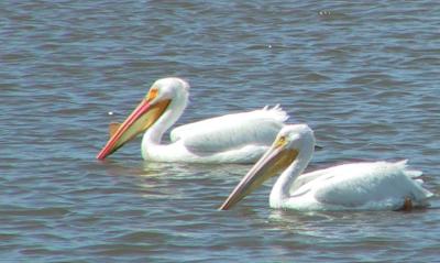 American White Pelican