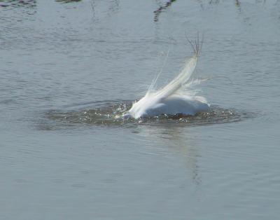 Great Egret bathing