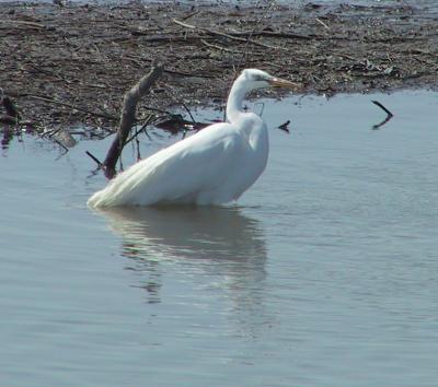Great Egret post-bathing