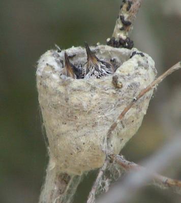 Black-chinned Hummingbird nest