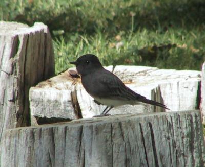 Black Phoebe