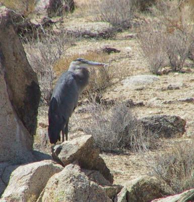 Great Blue Heron in Gopher Crane mode.