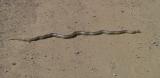 Gopher Snake (about 4 feet long)