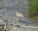 Killdeer