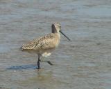 Marbled Godwit