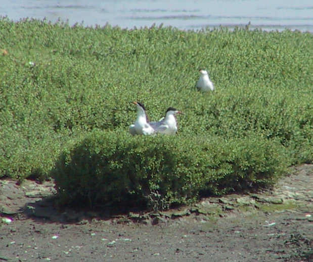 Forsters Terns post-copulating