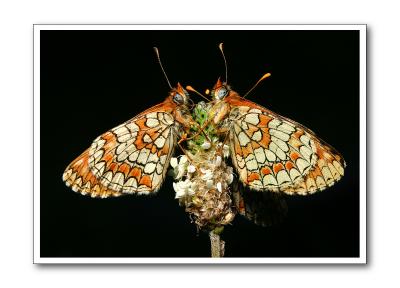 u9/rotalbar/medium/34910844.mariposa32.jpg