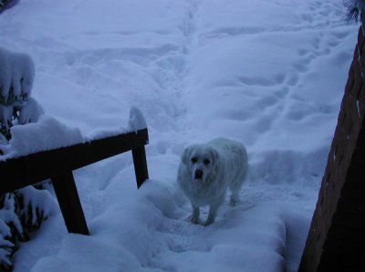5-Rocky doesn't like snow on steps