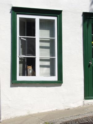 le chat