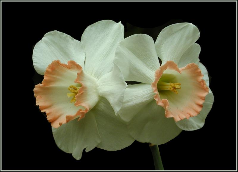 double_daffodil_smframe copy.jpg