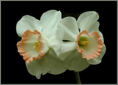 double_daffodil_smframe copy.jpg