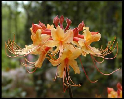 native_azalea.jpg