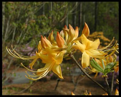native_azalea2.jpg