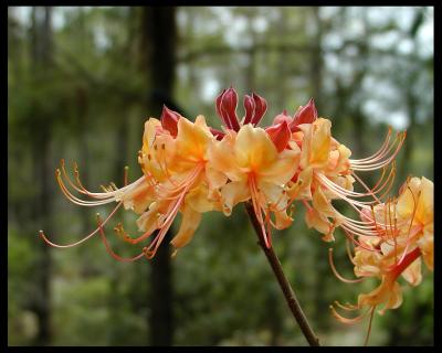 native_azalea4.jpg