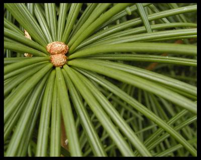 pine.jpg