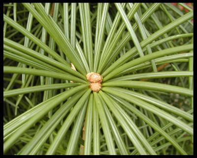 pine2.jpg