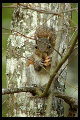 squirrel4x6.jpg