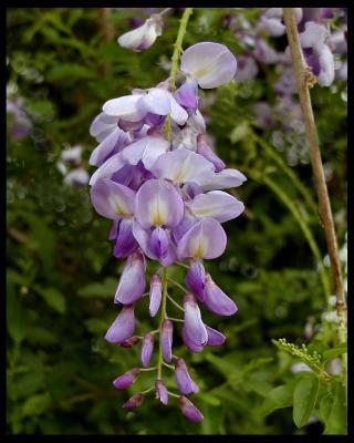 wisteria copy.jpg