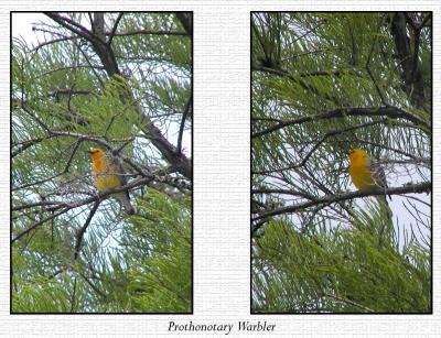 warbler copy.jpg