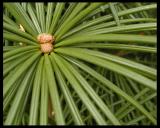 pine.jpg