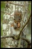 squirrel4x6.jpg
