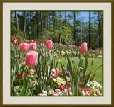 tulip_fields copy.jpg