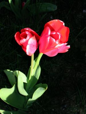 Sebbene questi tulipani abbiano sofferto una nottata di gelo e neve, mostrano ancora la volonta' di vivere.