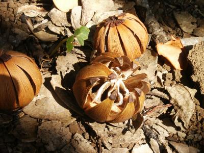 Dried fruit of the signature plant