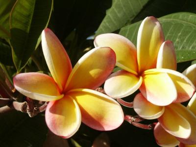 u9/selvin/medium/13920678.orangeplumeria.jpg