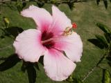 Pink hibiscus