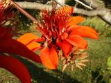 Coral Tree (Erythrina Variegata)