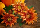 Pumpkins and Mums