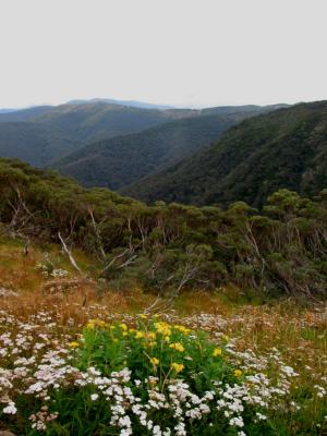 Flowers in Snowy Mountains, NSW