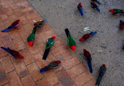 Assorted parrots.jpg