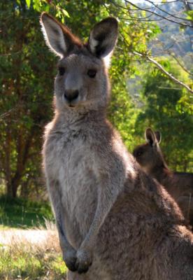 Eastern grey kangaroo backlit at Geehi, Victoria