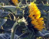 Sunflower in the Sun
