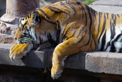 Animal Kingdom Tiger (Cecil Greek)