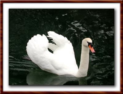 Toronto Island swan