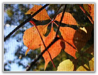 Autumn leaves through the window screen