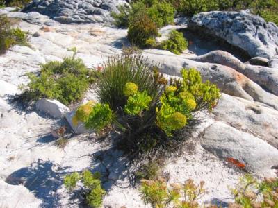 Plants found on Table Mountain