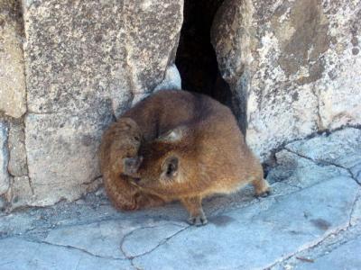 Little creatures living on Table Mountain
