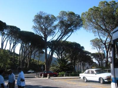 Trees stretching out for the sun