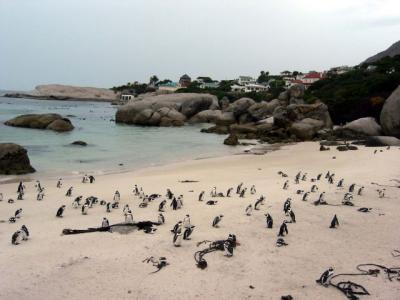 African Penguins, a protected species, at Boulders Beach