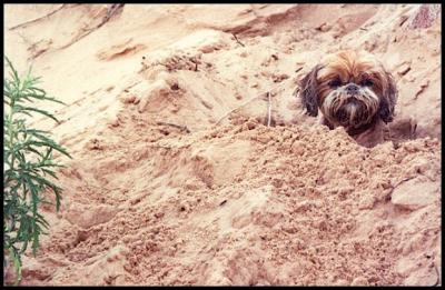 Sand Rat