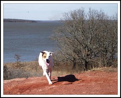 Dog Hiking