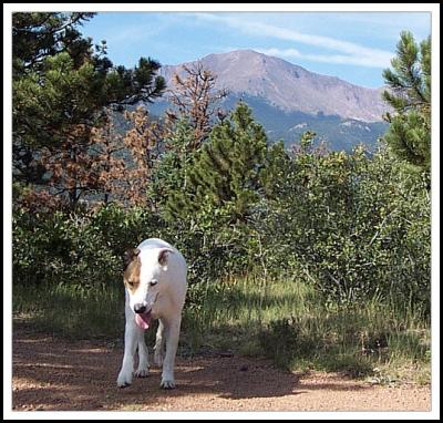 Griffy Colorado