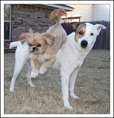 Gracie jumps over Griffy