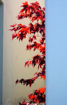redmaple.jpeg