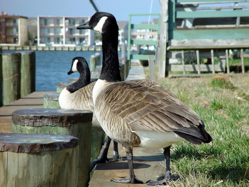 Unexpected visitors <br>by Martin