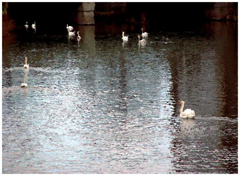 <p align=center><b>Seven Swans ASwimming (Actually 11)</b><br><font size=1> cUrVe</font></p>
